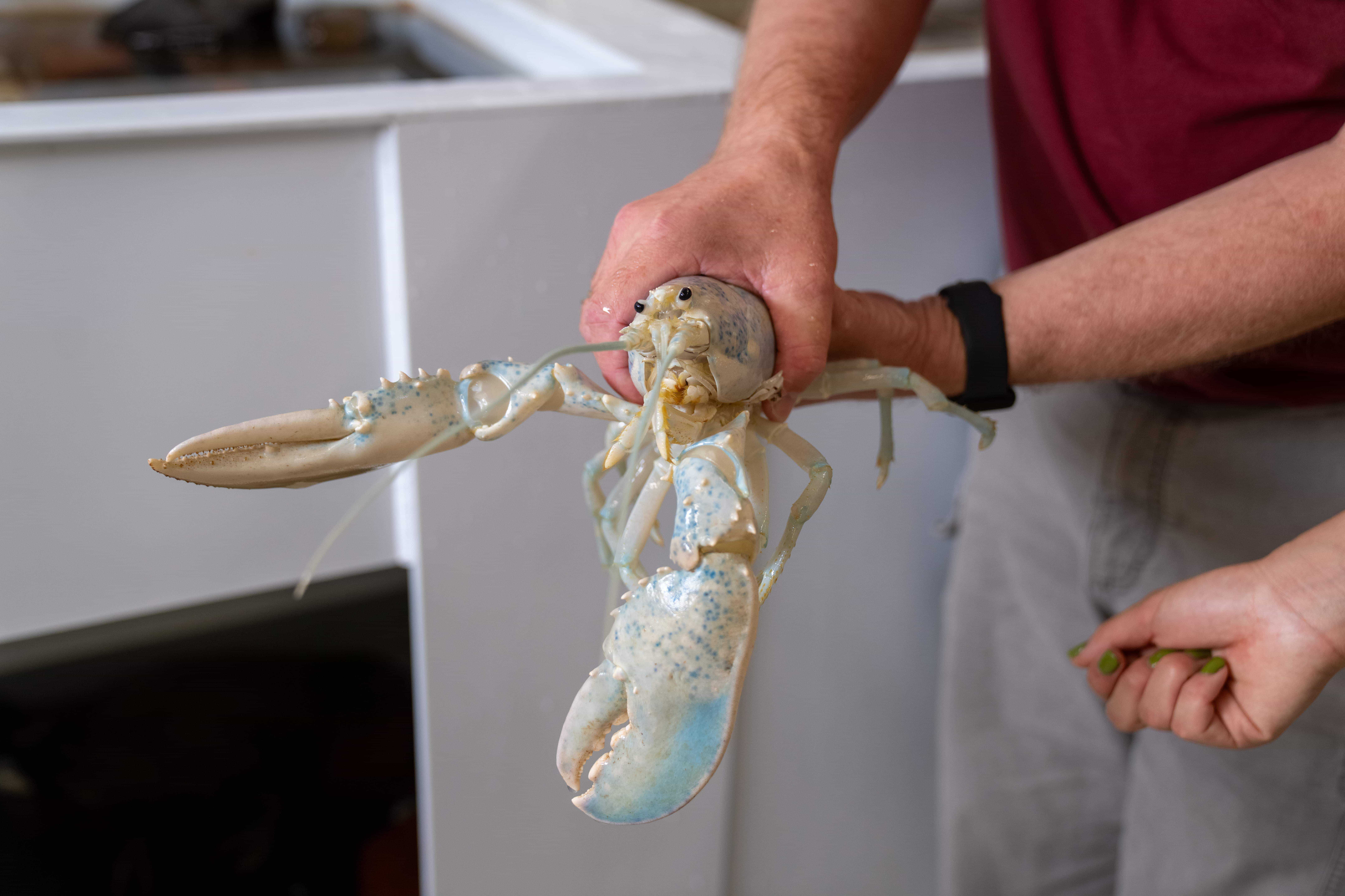 Meet Casper, the rare ghost lobster now part of university research