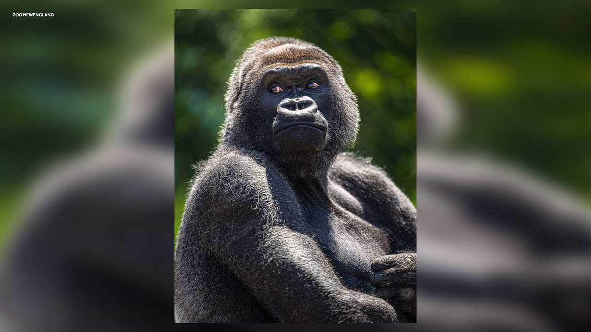 Franklin Park Zoo says goodbye to beloved gorilla Little Joe