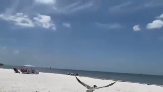 Tangled pelican rescued in Punta Gorda returns to the wild