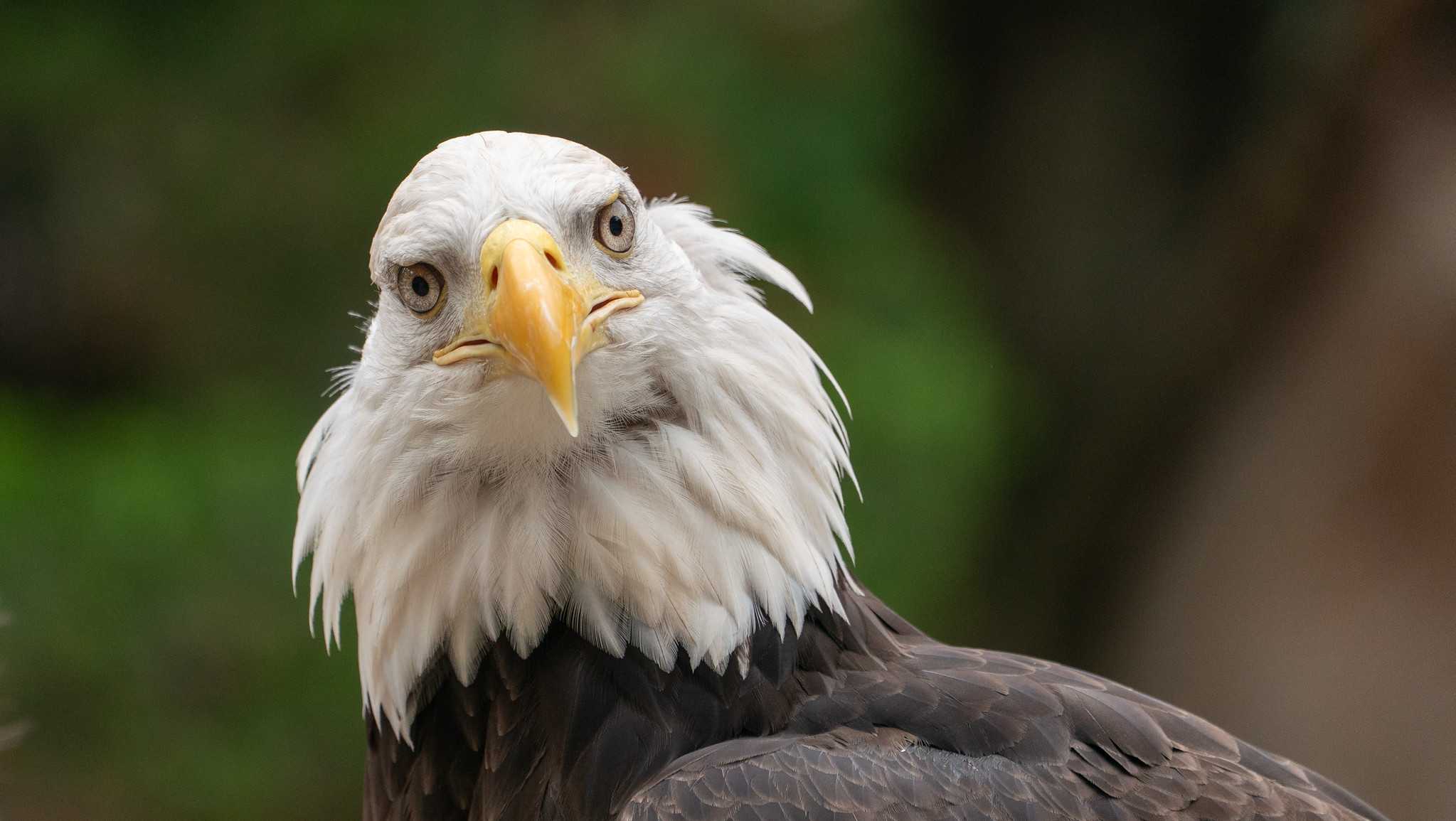 Cincinnati Zoo offering free admission to military personnel on July 4