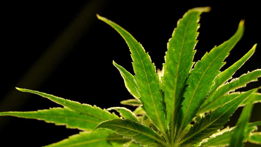 Citywide ban on new medical marijuana dispensaries in Palm Bay