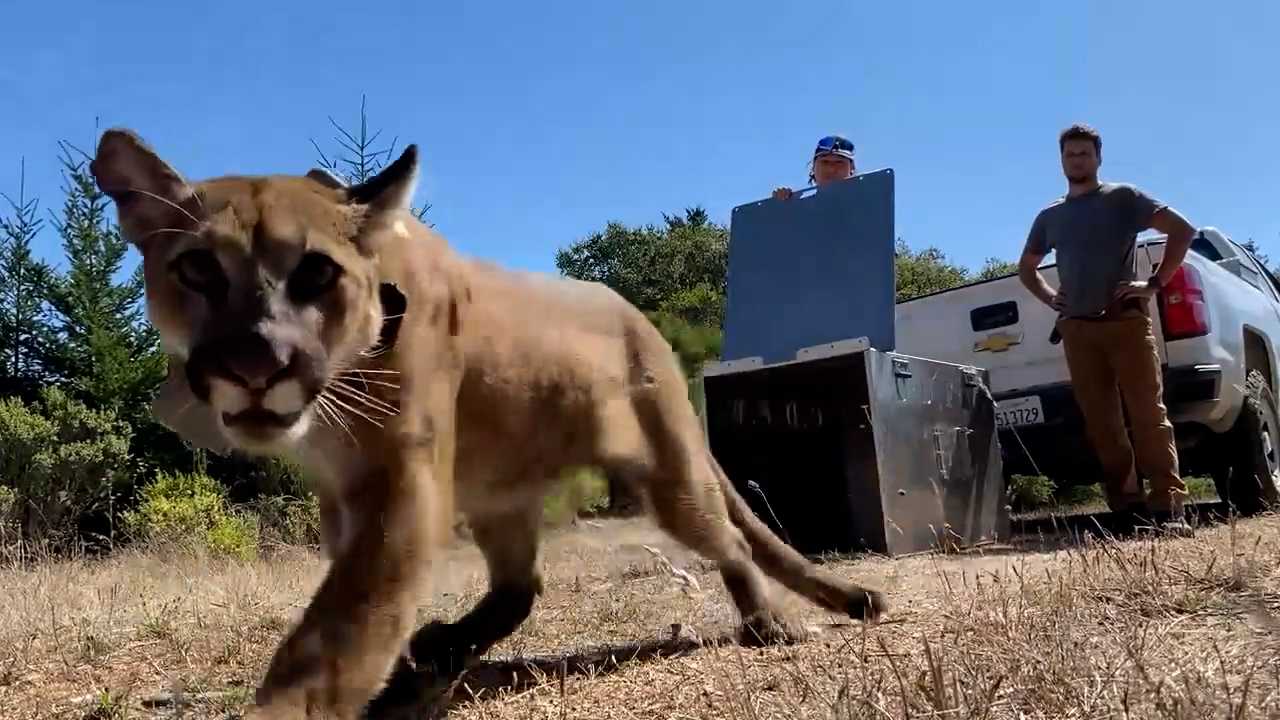 Watch: Mountain lion captured in San Francisco, released into the wild