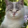 Ripon bans feeding feral cats in public areas