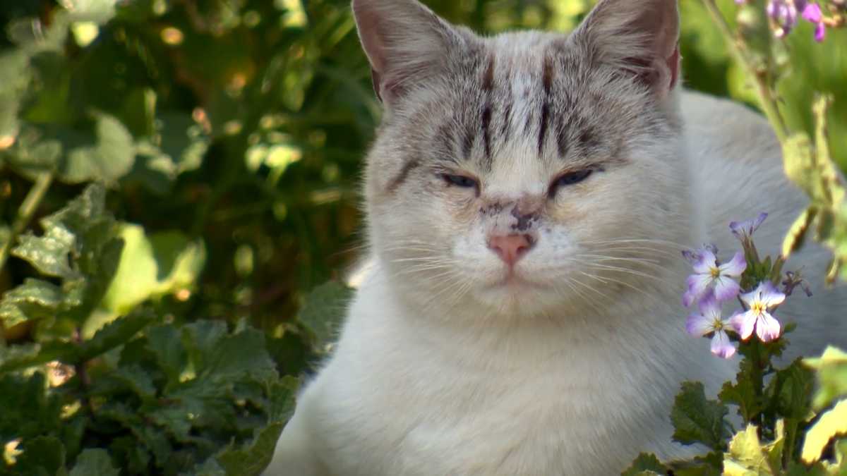 Ripon bans feeding feral cats in public areas, raising concerns from rescue advocates