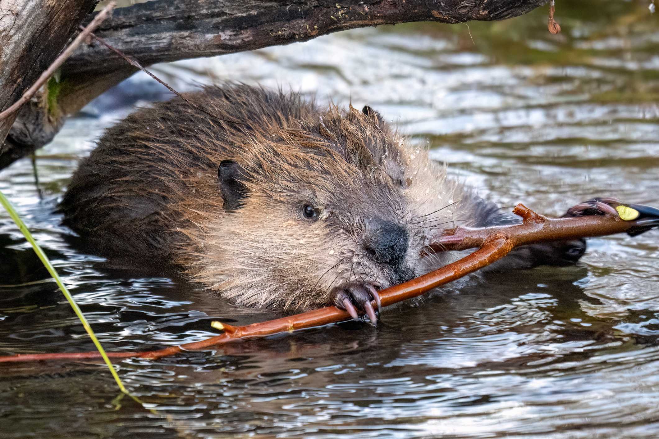 Teen bitten by beaver at Md . state park