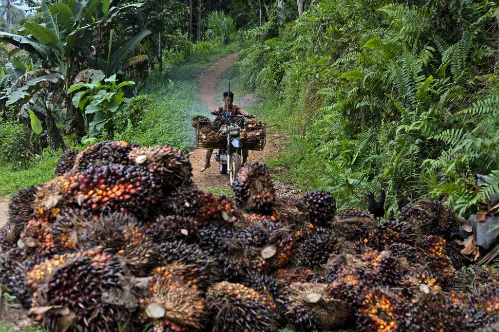 Worsening El Nino threatens Asia with drought, potentially raising food prices globally