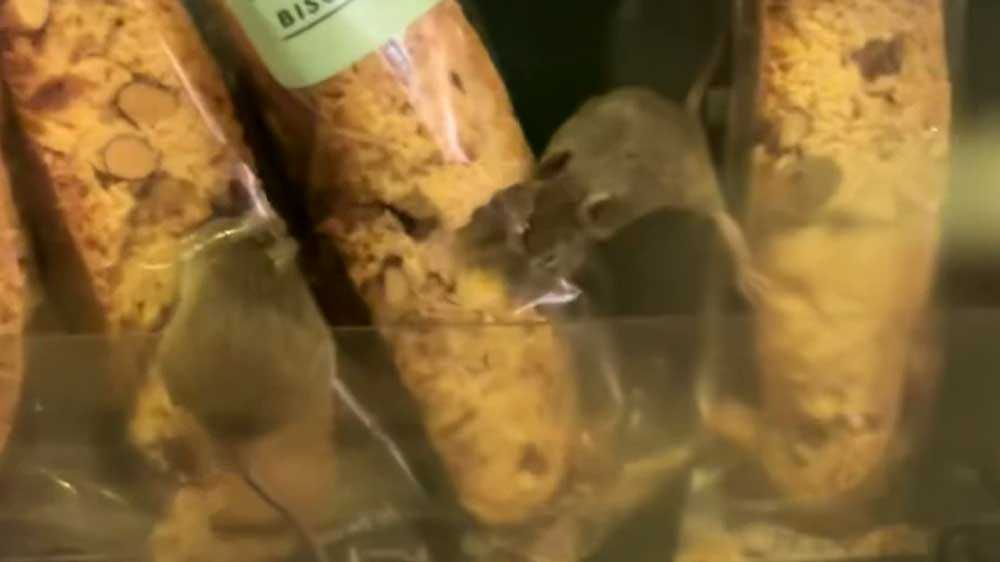 South Station Starbucks still closed after inspectors find more rodent activity