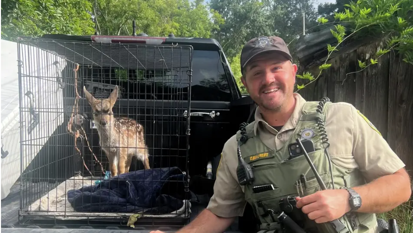 Bay Area resident admits to capturing wild animal, keeping it at home for weeks