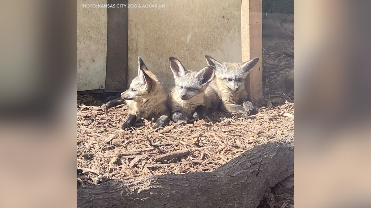 Kansas City Zoo announces names of bat-eared foxes after community vote