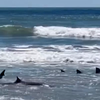 Wild Video: 3 sharks spotted feeding on stingray close to Hilton Head's shore