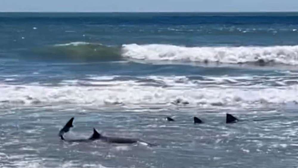 Wild Video: 3 sharks spotted feeding on stingray close to Hilton Head's shore