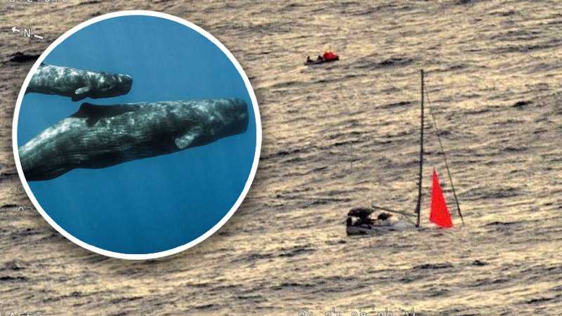 Whale sinks yacht in Pacific Ocean, sailors rescued 18 hours later