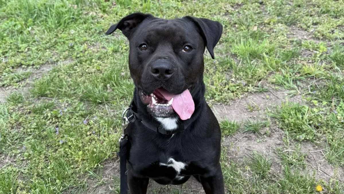Over 60 dogs are waiting for homes at Nebraska Humane Society