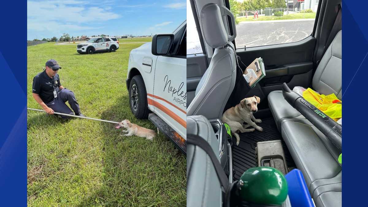 Watch: Naples Airport workers wrangle stray dog running loose on the tarmac