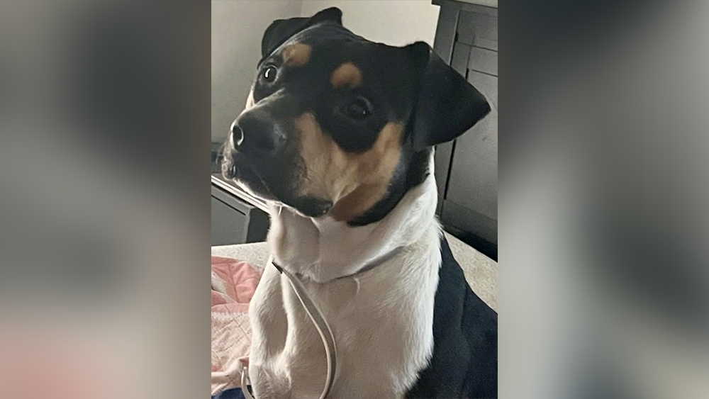 Police in South Carolina seek tips after dog is shot and later euthanized