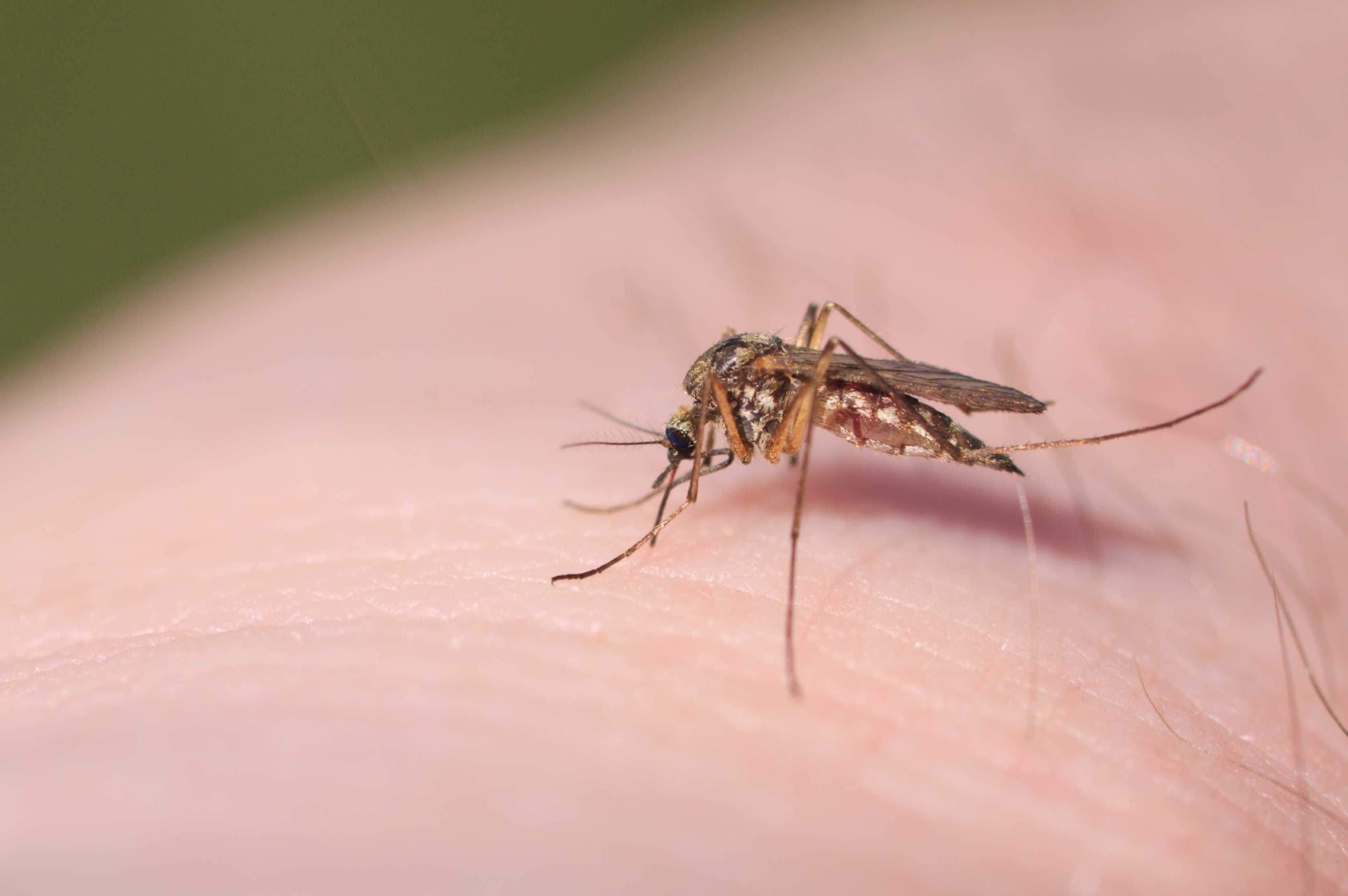 Eliminate mosquitoes: New executive order targets pests in DC