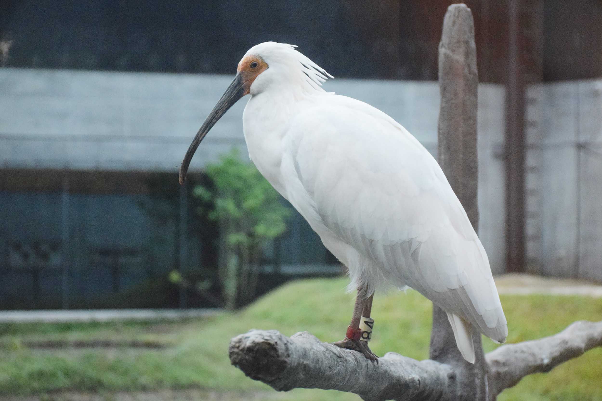 Crested ibises released in Japanese town decades after extinction in Japan