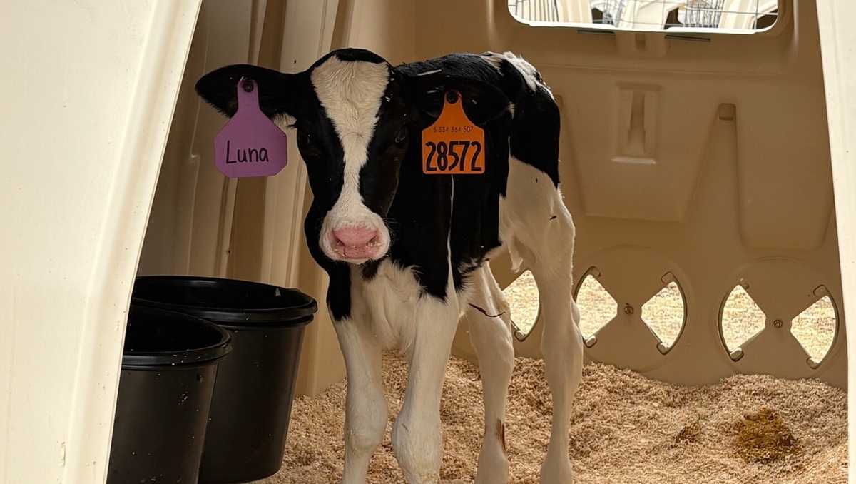New York schools adopt three cows from North Country farm