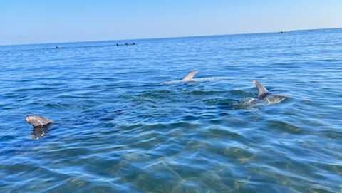 cape cod dolphins stranded 7.13