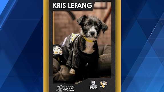 'Pup-tastic' puck drop: Rescue dog to represent Pittsburgh in NHL competition