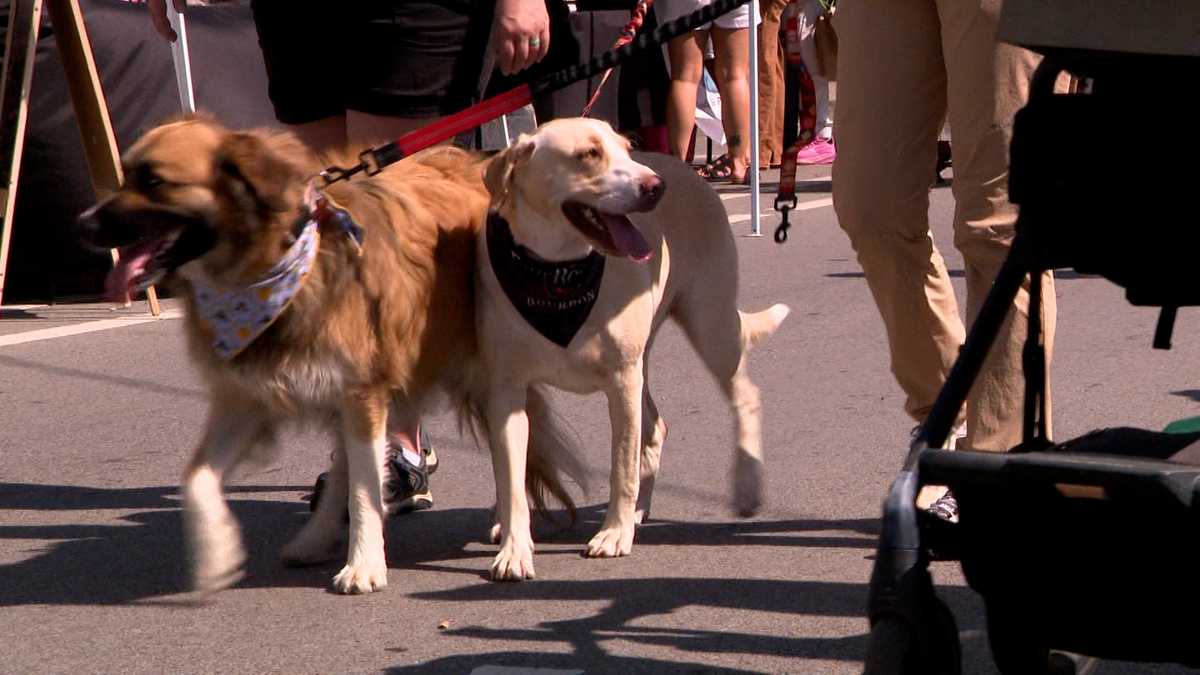 'A good sense of community': Highlands Festival returns to Baxter Avenue