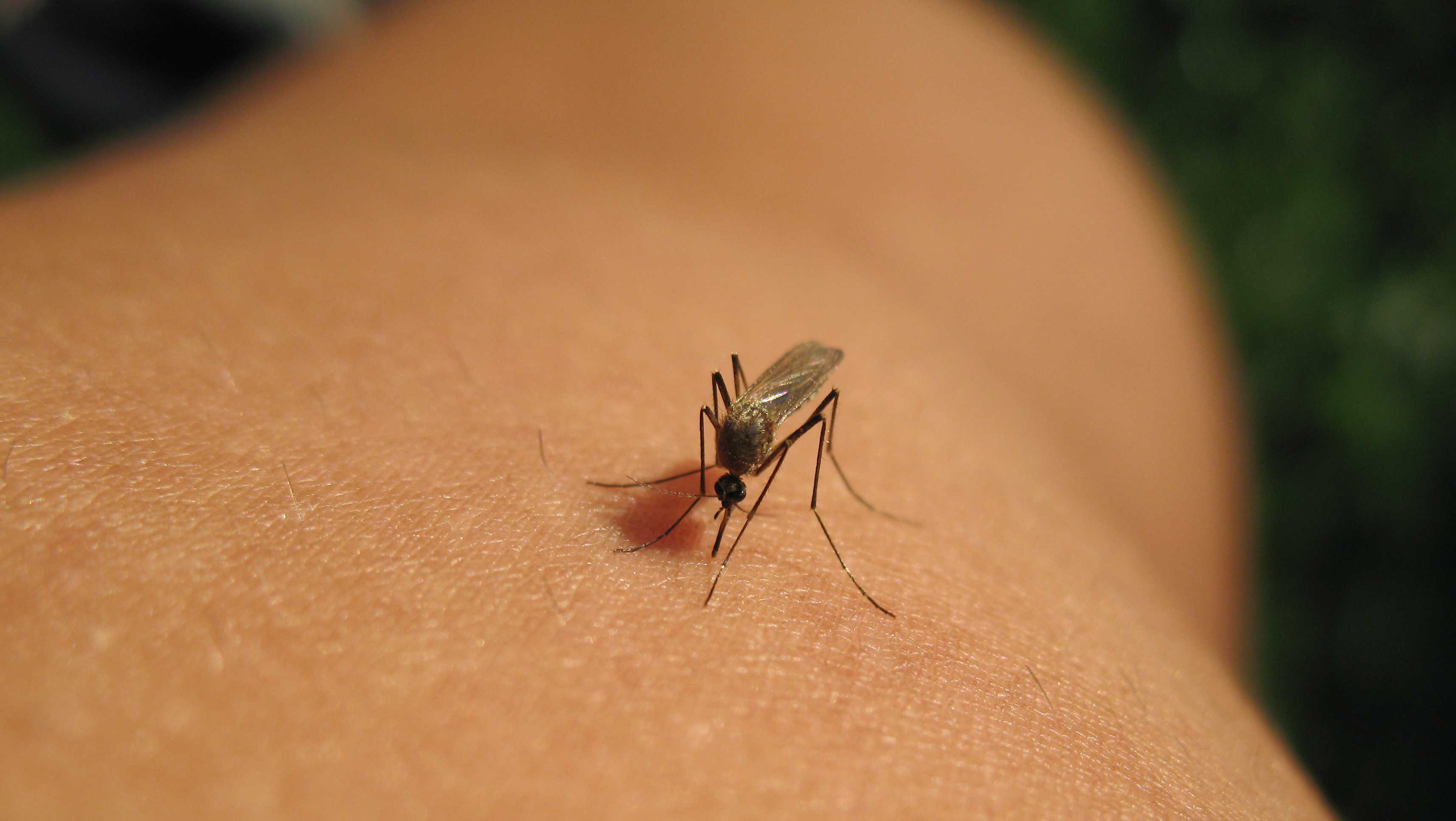 West Nile found in mosquito trappings across 2 counties: MDA