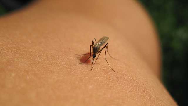 Mosquito trappings test positive for West Nile virus in Anne Arundel, Prince George's counties: MDA