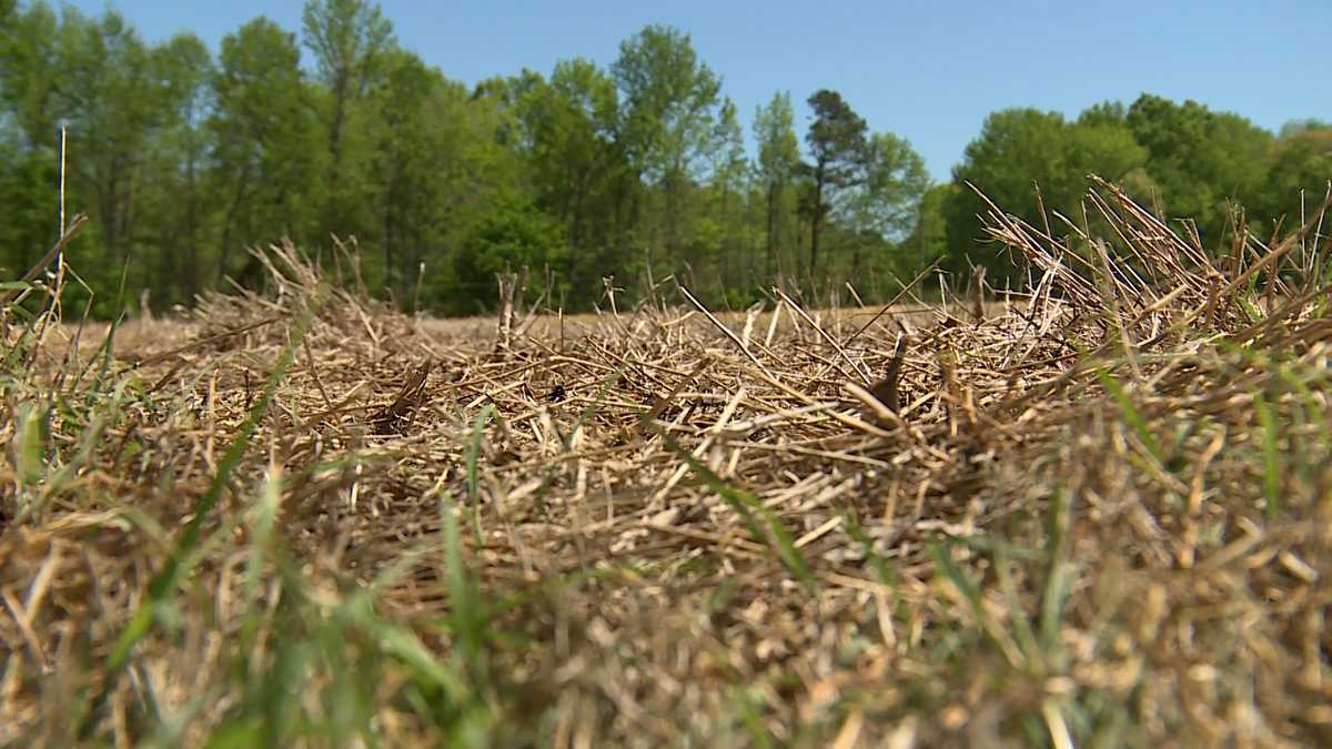 Drought puts NC crops on hold, could impact what you see at farmers markets