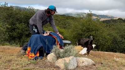 Bald eagle that was severely injured released after months of rehab: See the videowjcl