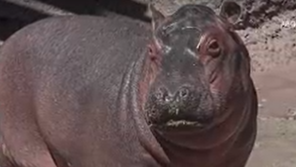 'Baby' hippo Maisy at the BioPark now weighs over 330 lbs.