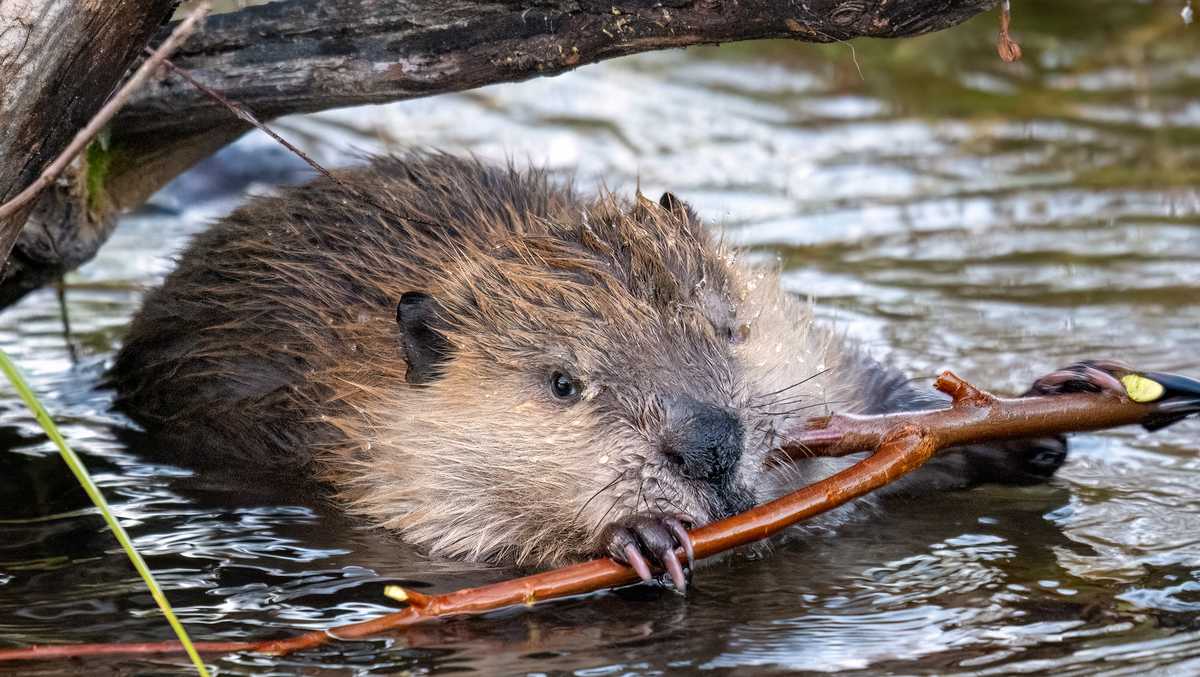 Three beavers found dead in Randolph Co., North Carolina wildlife officials investigating