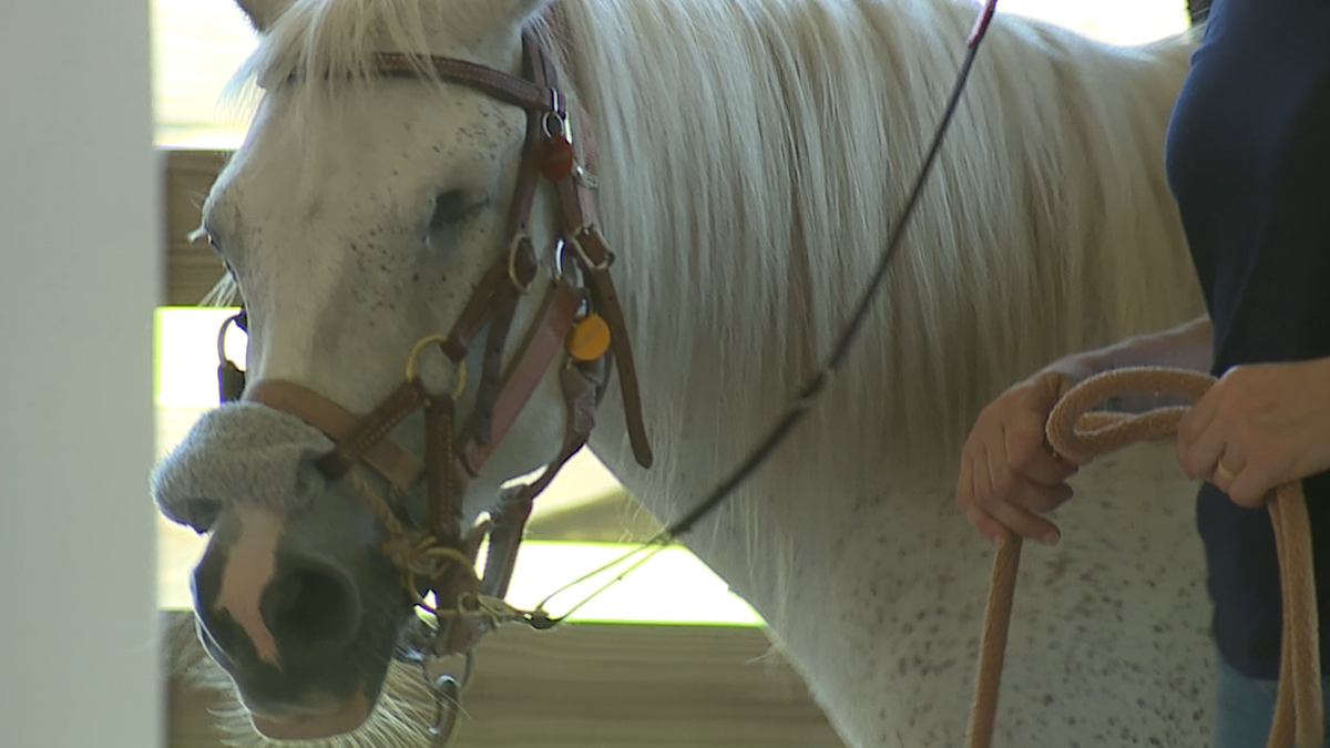 Soldiers unwind with horse therapy in Guyton