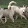 Rescue dogs from California get a second chance in Harrisburg