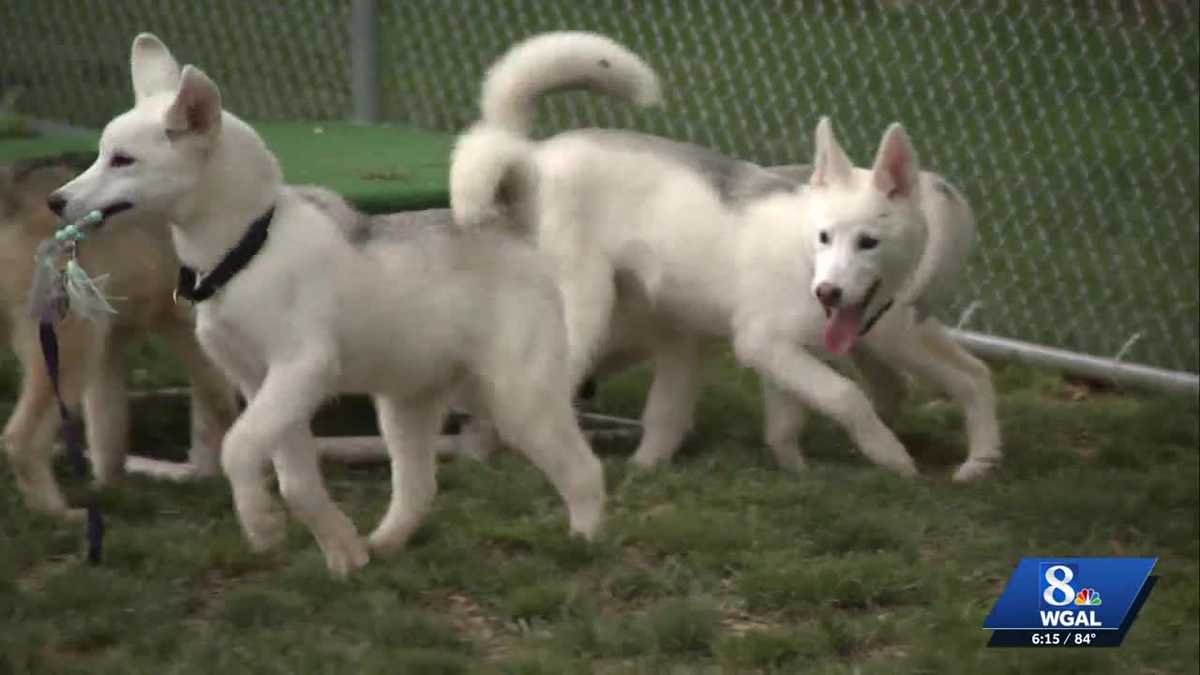 Rescue dogs from California arrive in Pennsylvania