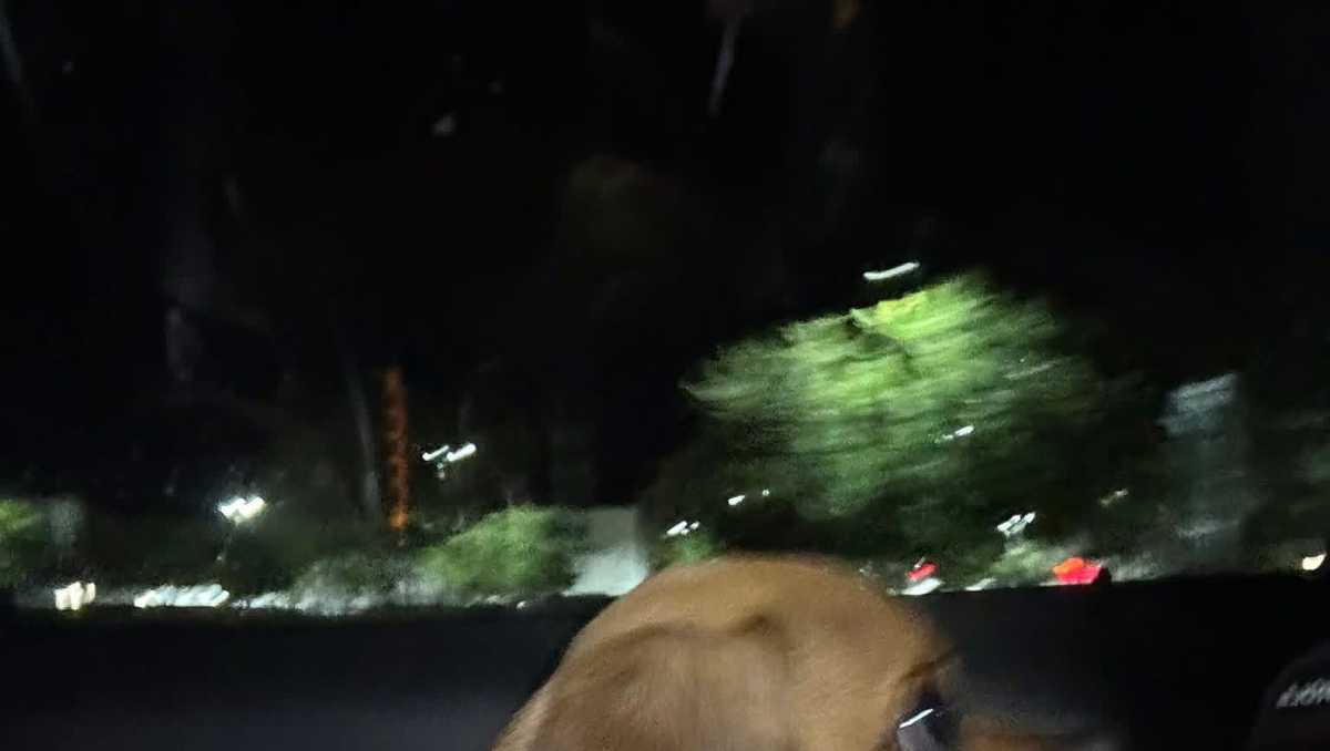 Puppy rescued after deputies say Florida man strangled dog that tested positive for cocaine