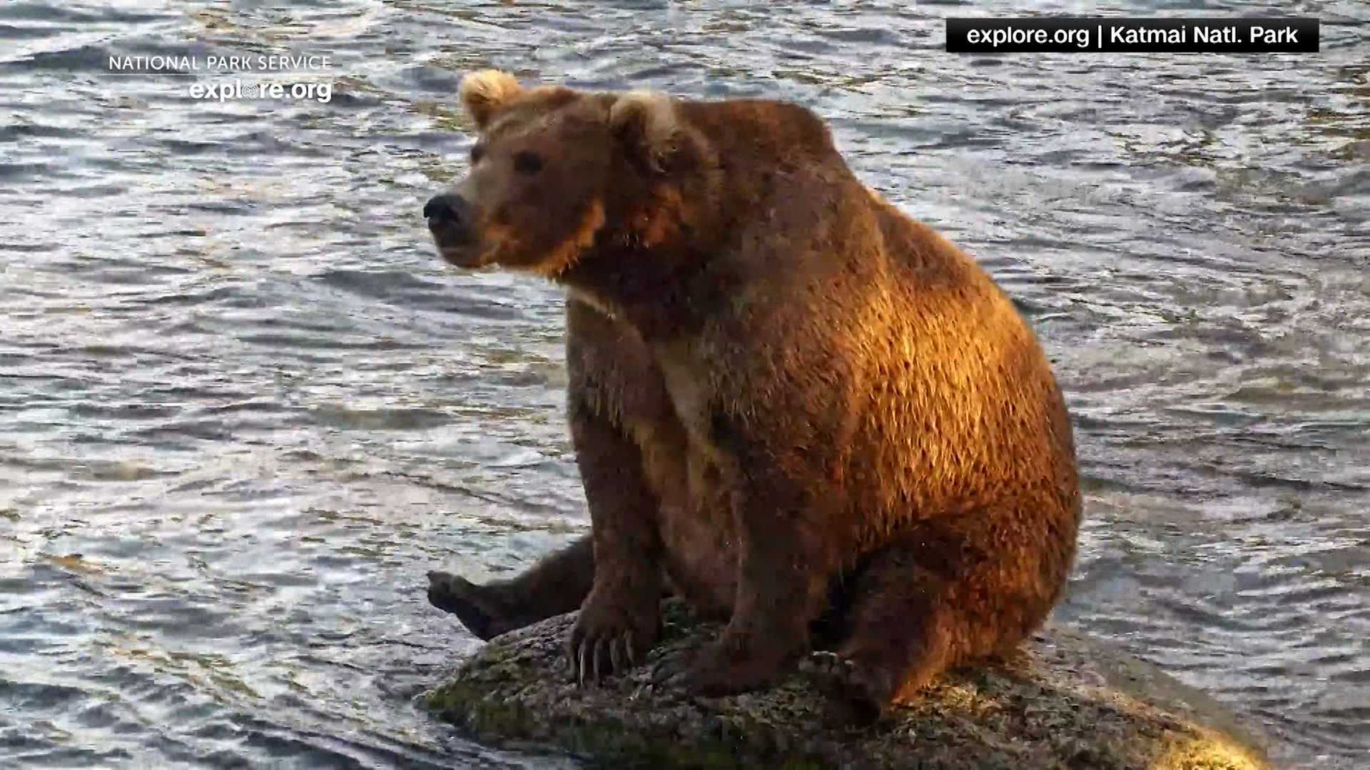 Meet the heavyweight contenders of Fat Bear Week 2026