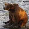 Fat Bear Week 2026 begins Sept. 22 at Katmai National Park