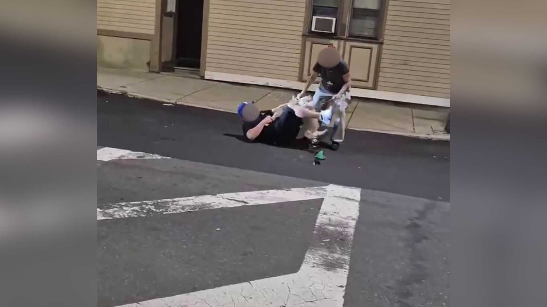 Service dog severely injured in 'traumatic' Chelsea attack