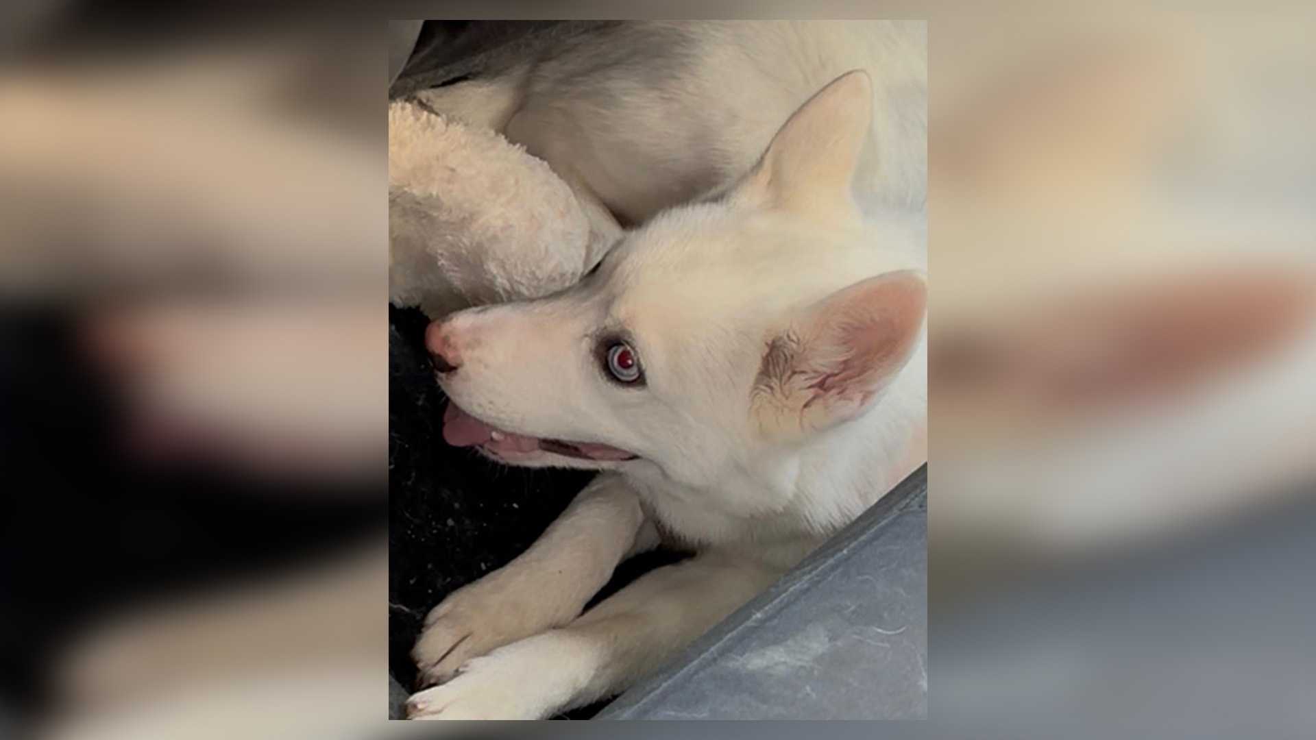 Puppy left in 100-degree vehicle as owners shopped at Legacy Place