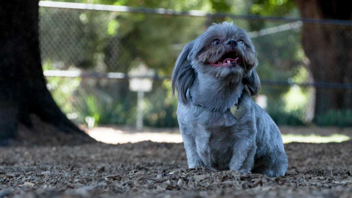 Modesto heat sparks safety advice for pets and people