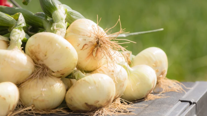 Sweet Monday : Vidalia onion shipping season has arrived