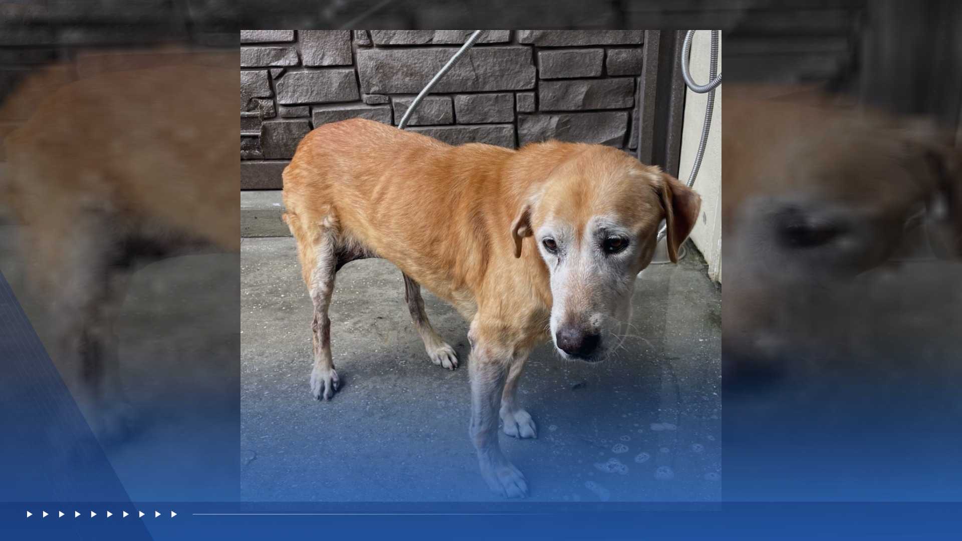 WPBF to the Rescue: Helping animals find forever homes