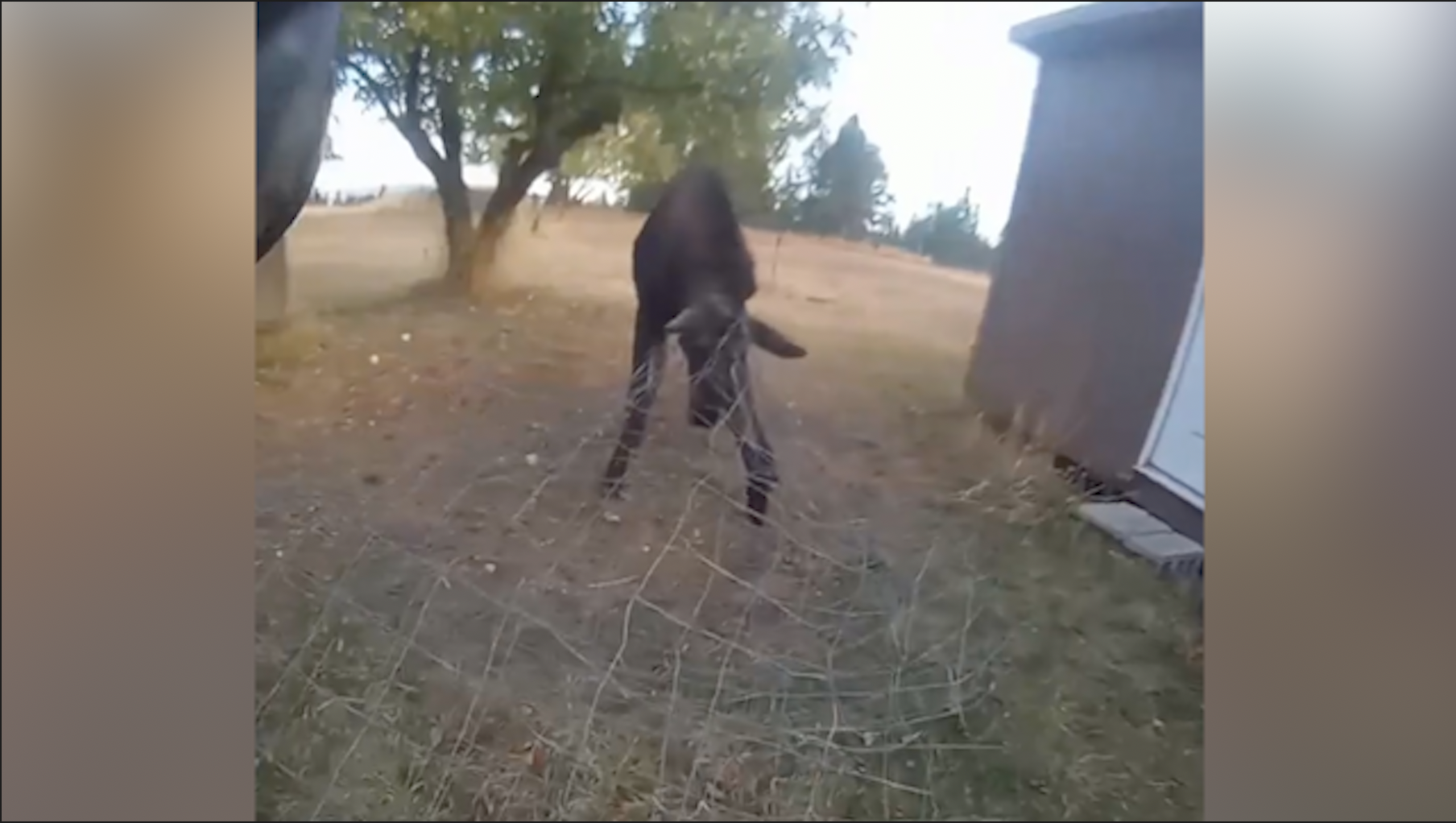 WATCH: Moose having 'beef' with wires rescued by police