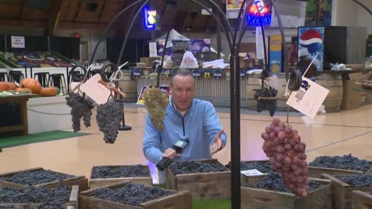 Sandbox, affordability headline 2026 Lodi Grape Festival