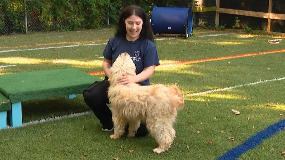 Experts: Animal behaviorists can help keep pets out of shelters and in loving ho...