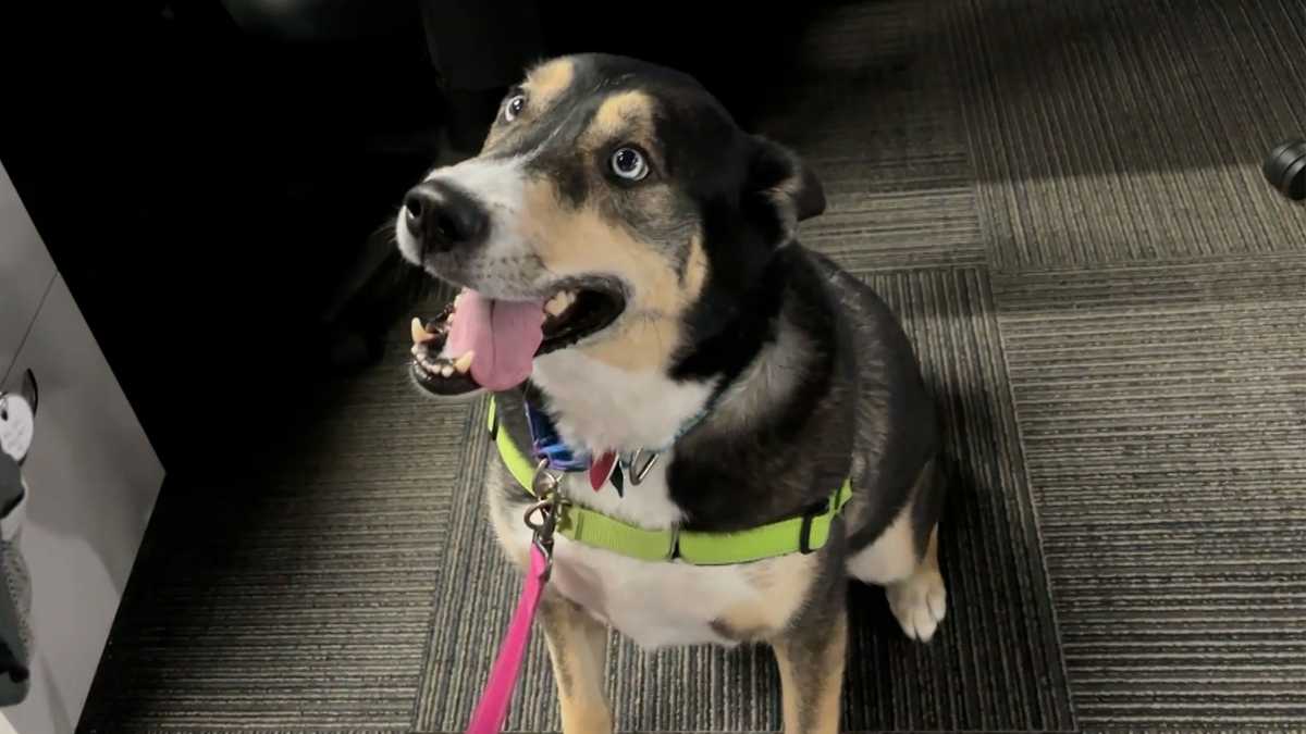 Meet Bandit, our Adoptable Pet of the Week in Greater Portland
