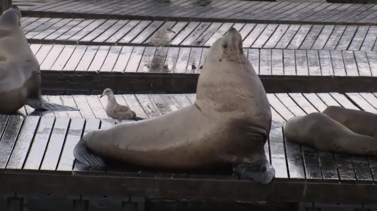 'Quite a presence': Chonkers the 2,000-pound sea lion draws crowds at San Francisco pier