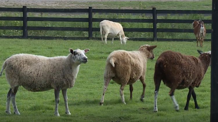Donations down 50% force Foreverland Farm to stop taking in rescued animals