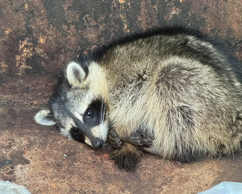 Drunken raccoon found cozied up in Iowa brewery's dumpster