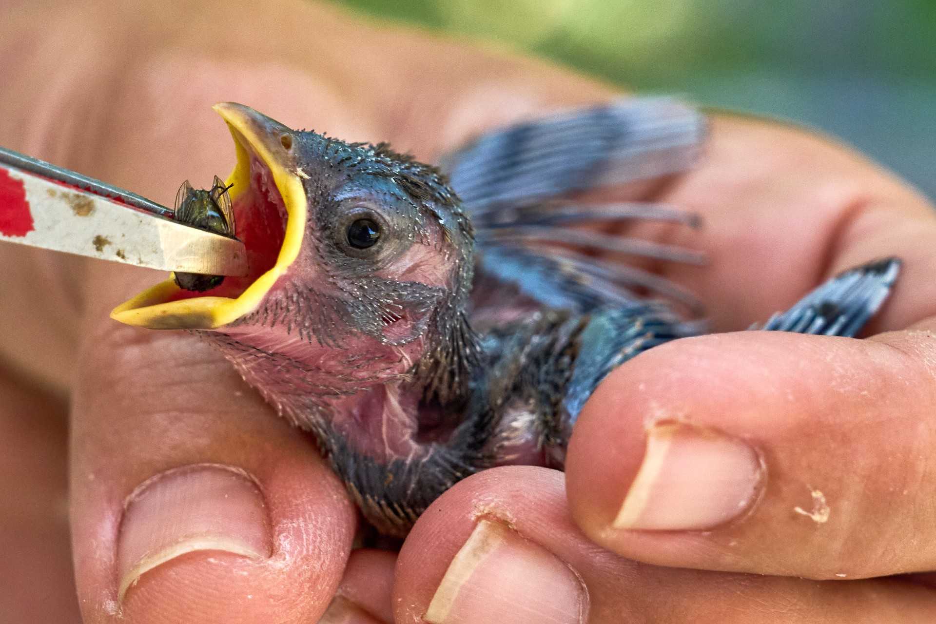 People aren’t the only ones hit by heat. What to do if you see wildlife overheating